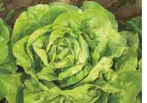 Lettuce butterhead mini - 5,
