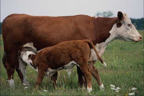 802066 hereford cow calf - 802066,