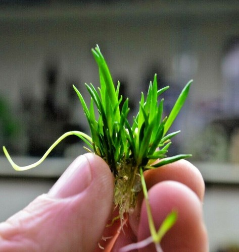 Littorella uniflora small live - uniflora,