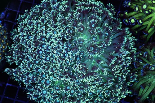 Large teal silver goniopora - large,