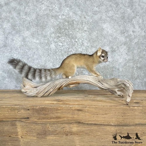 27191 ringtail cat - p, |