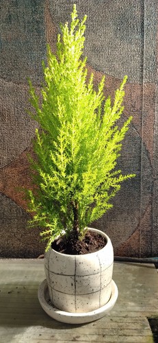 Golden cypress tree starter - cypress, tree,