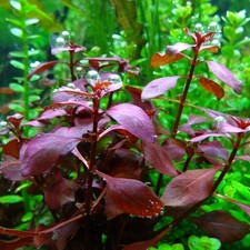 Ludwigia Mini Super Red Live