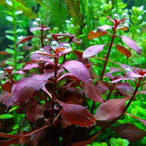 Ludwigia mini super red live - red,