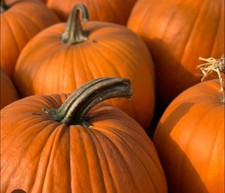 jack O Lantern Pumpkin Seeds