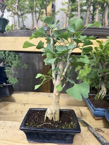 Ginkgo bonsai tree potted - ginkgo,