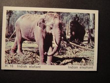 DANDY GUM WILD ANIMALS DANISH