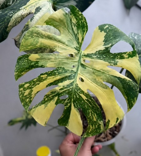 Monstera creme brulee - monstera, 5