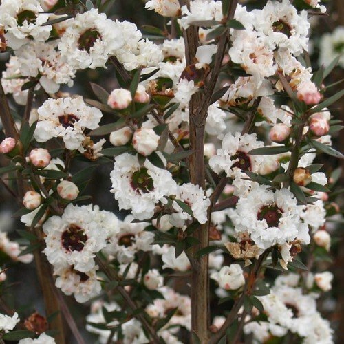 Leptospermum linda - .,