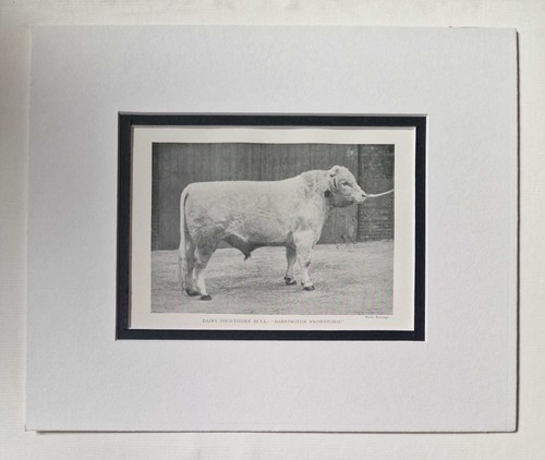 Babbage dairy shorthorn bull - babbage,
