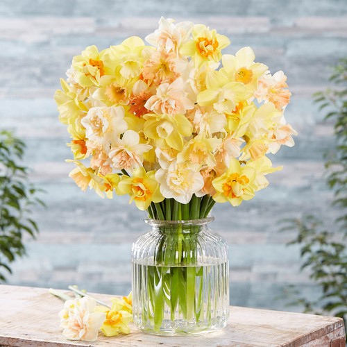 Narcissus citrus - narcissus, 'citrus