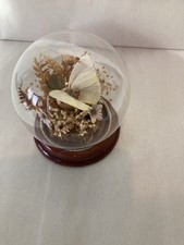 Glass Dome Dried Flowers and