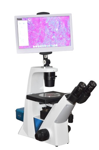 Inverted phase contrast - phase,