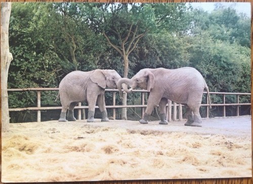 African elephants howletts zoo - howletts,