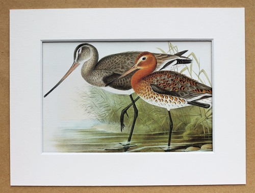 John gould 1970s - john,