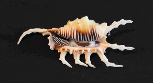 Scorpion spider conch - spider, conch'