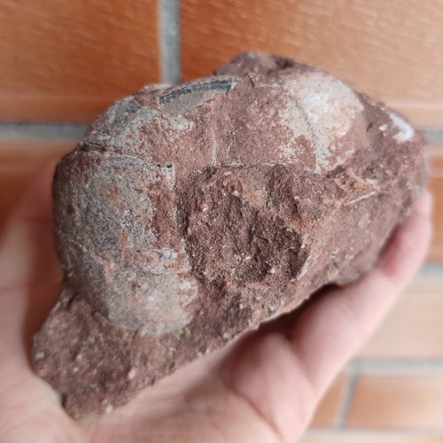 Jurassic age dinosaur egg - jurassic,