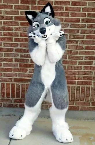 Grey white long - white, furry