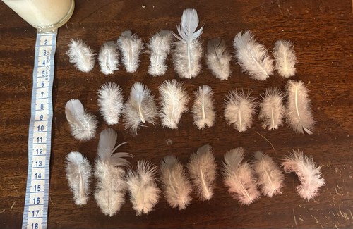 Small fluffy peacock - 24,