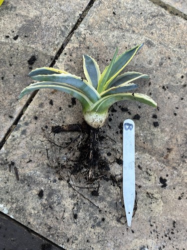 Agave americana variegated - agave,