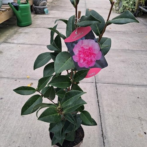 Camellia japonica debby - x,