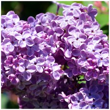 Common Lilac Tree 40-60cm Tall Shrub, Fragant Purple Flowers, Syringa Vulgaris
