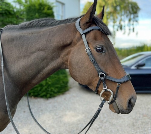 Anatomical leather bridle