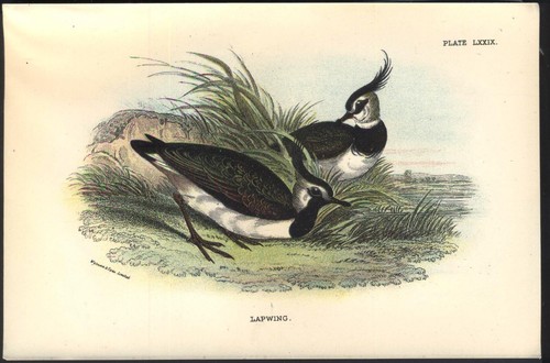 Original 19th century - original,