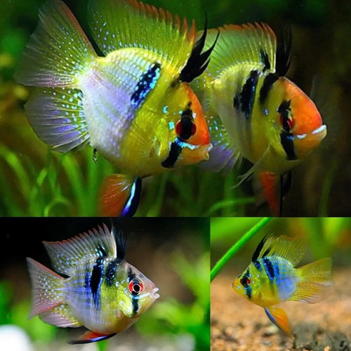 Trio cichlid rams short - cichlid,