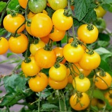 TOMATO OLA POLKA - 50 SEEDS -