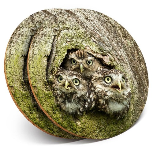 Coasters owl chicks baby - coasters,