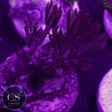 CS Rare Ruby Red Pulsing Xenia