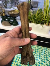 Fossilised Bones from Doggerland Ice Age Northeast Coast Roker Beach Sunderland