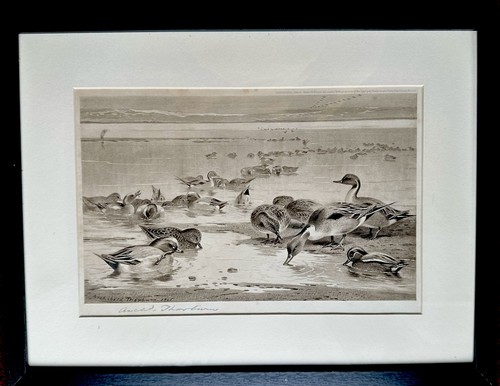 Archibald thorburn 1905 sepia - thorburn,