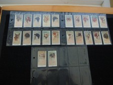 THREE PAGES CIGARETTE CARDS MOUSTAFA LEO CHAMBERS DOGS HEADS