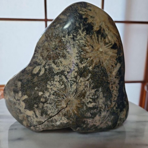 Japanese suiseki kikka seki - japanese,