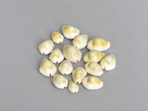 Natural cowrie shells - cowrie,