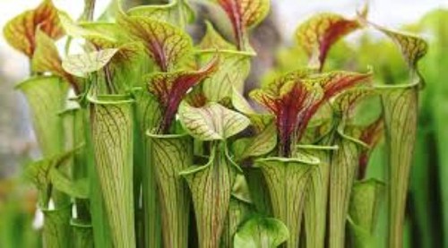 Sarracenia oreophila - sarracenia,