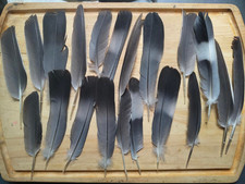 20 Different Size Natural Free Fallen Pigeon Feathers Black White Grey Craft B