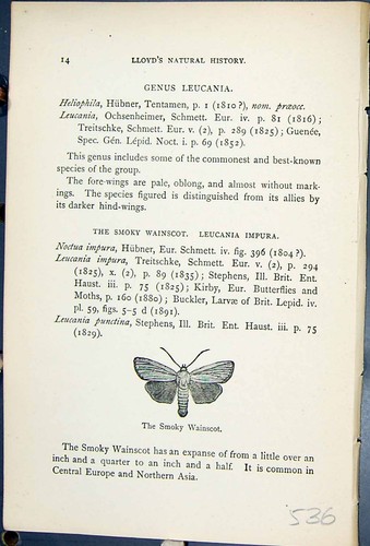 Antique old print - print, butterflies