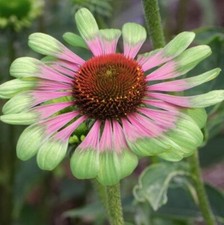 ECHINACEA PURPUREA GREEN TWISTER CONE FLOWER BUTTERFLIES AND BEES GARDEN PLANT