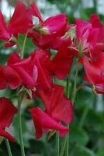 100 seeds Sweet Pea Spencer