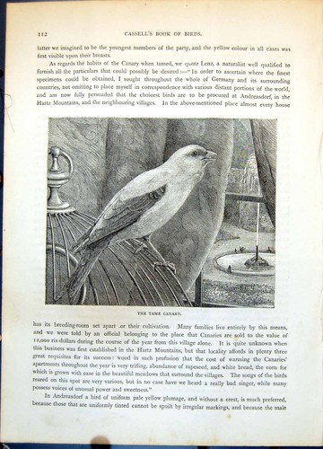 Old print tame canary - print,
