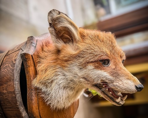 Taxidermy fox head mounted - taxidermy,
