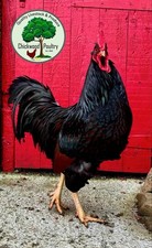 6 GOLD LACED BARNEVELDER EGGS
