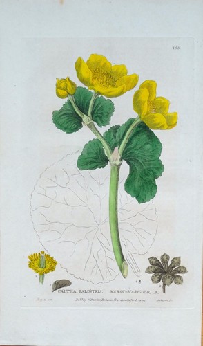 Antique botanical print marsh - botanical,
