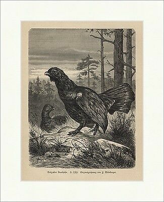 Courting capercaillie