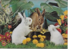 Rabbits 3D  postcard written