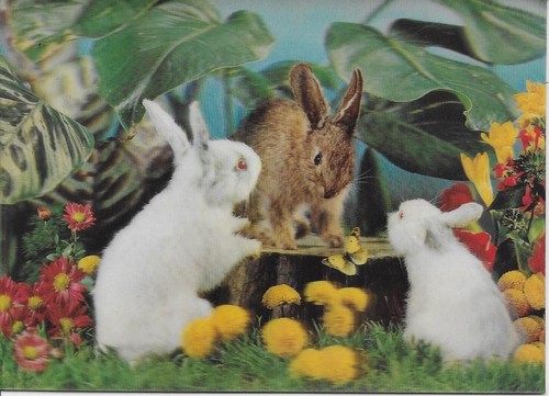 Rabbits postcard written - rabbits, 3d