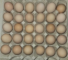 12 Plymouth Barred Rock